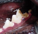Enamel defect on a dog's molar